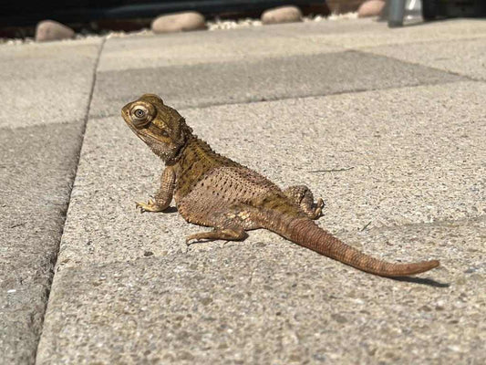 Christmas Collection - Custom-Made Personalised Pet Christmas Tree Decorations